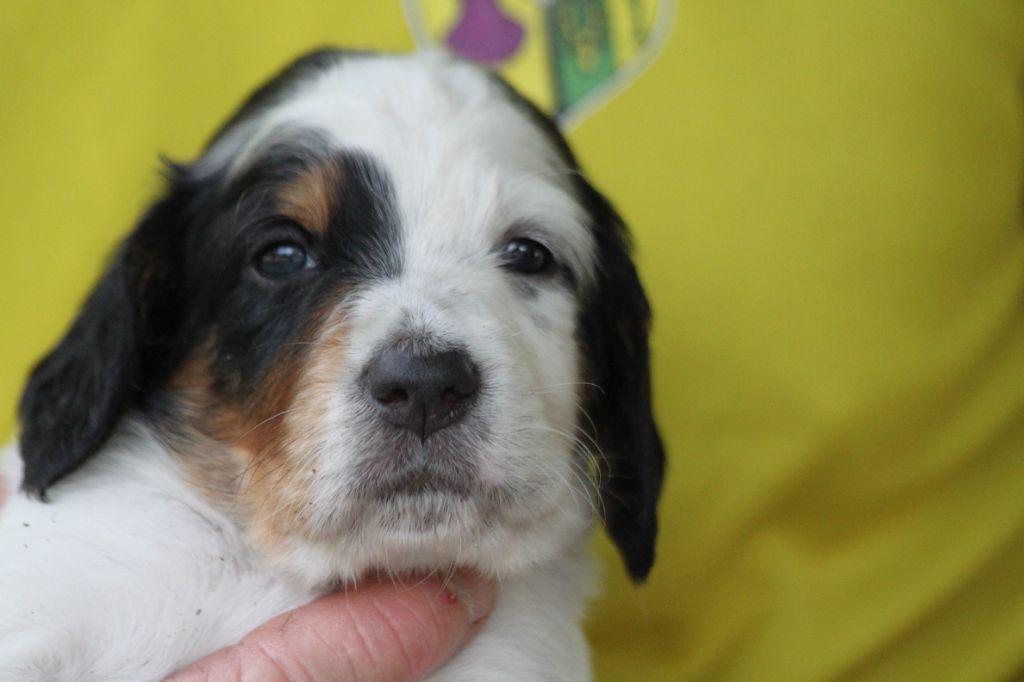 d'Isarudy - Chiots disponibles - Setter Anglais