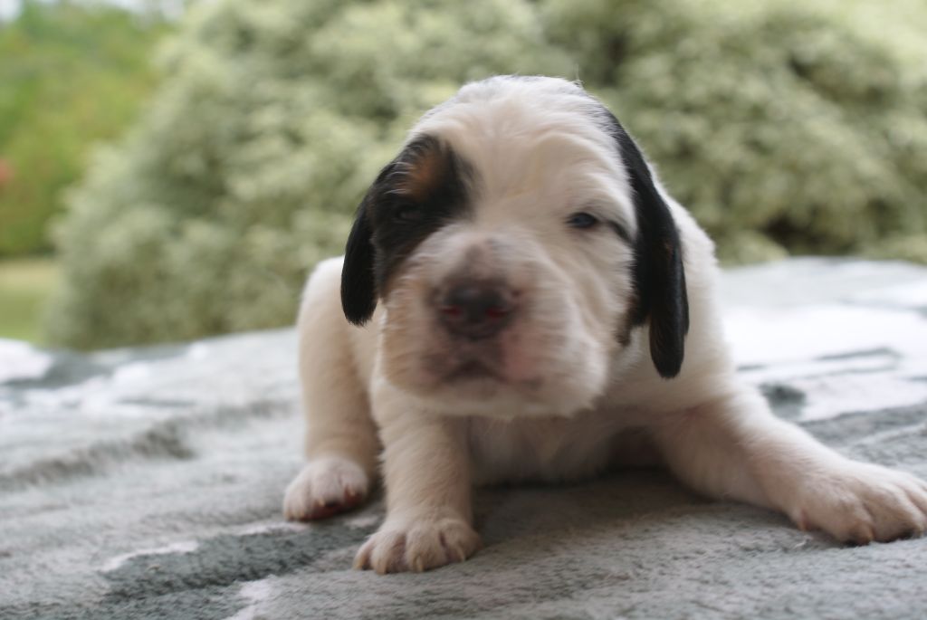 d'Isarudy - Chiots disponibles - Setter Anglais