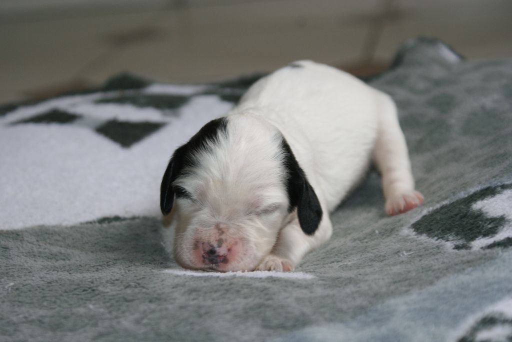 d'Isarudy - Chiots disponibles - Setter Anglais