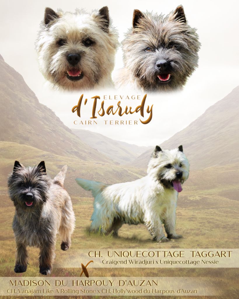 d'Isarudy - Cairn Terrier - Portée née le 07/08/2020