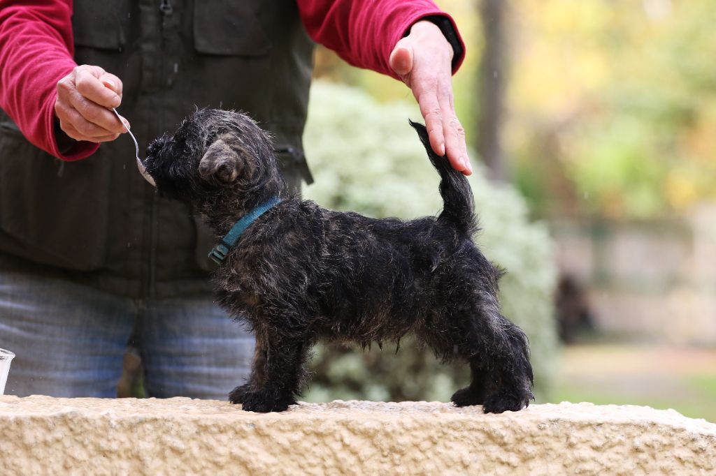 d'Isarudy - Cairn Terrier - Portée née le 30/09/2022