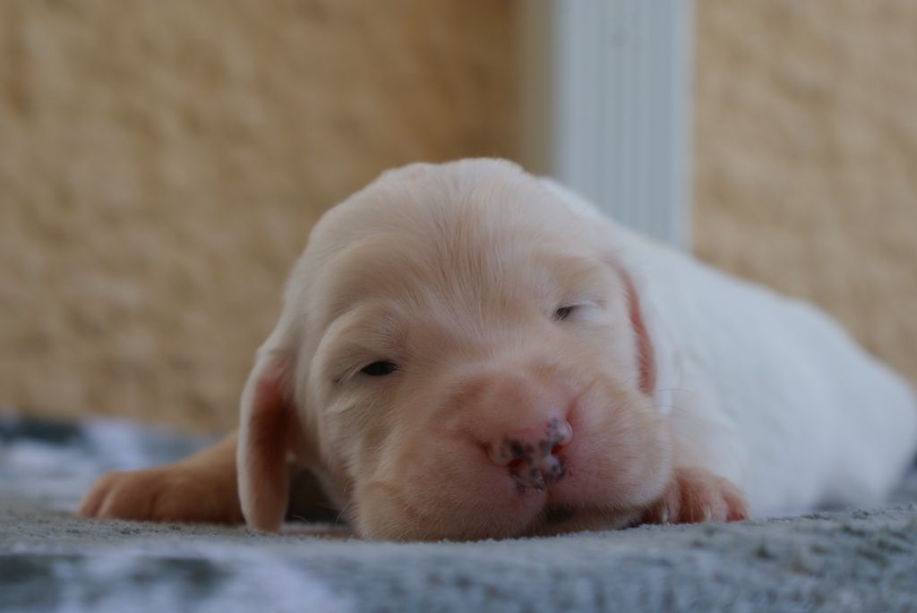 d'Isarudy - Chiots disponibles - Setter Anglais