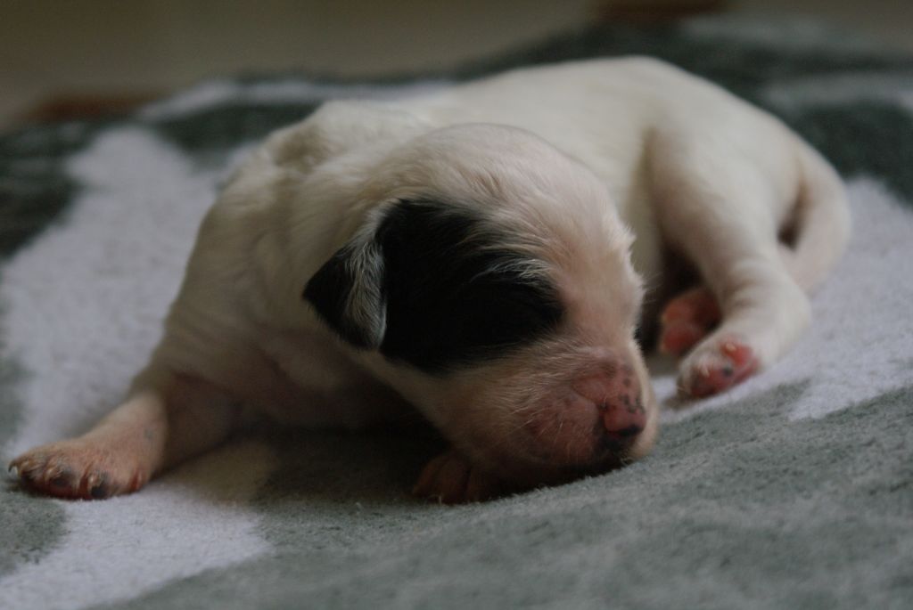 d'Isarudy - Chiots disponibles - Setter Anglais