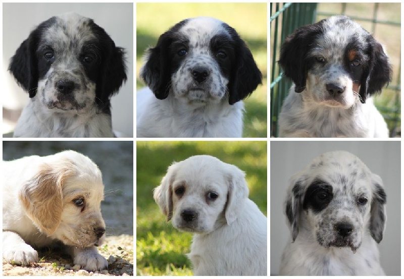 Chiot Setter Anglais d'Isarudy