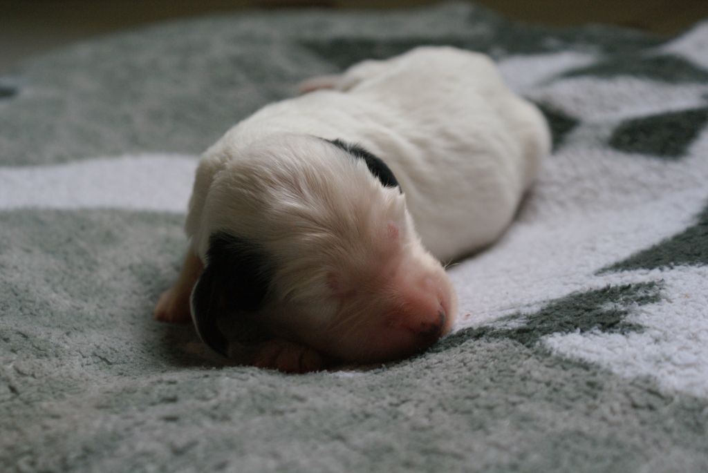 d'Isarudy - Chiots disponibles - Setter Anglais
