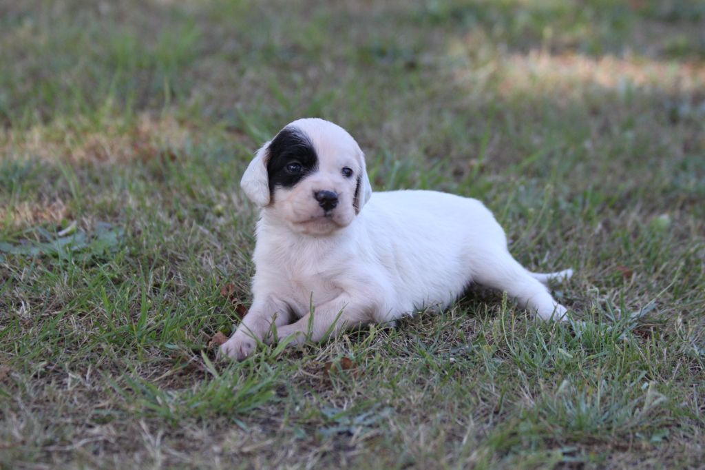 d'Isarudy - Chiots disponibles - Setter Anglais