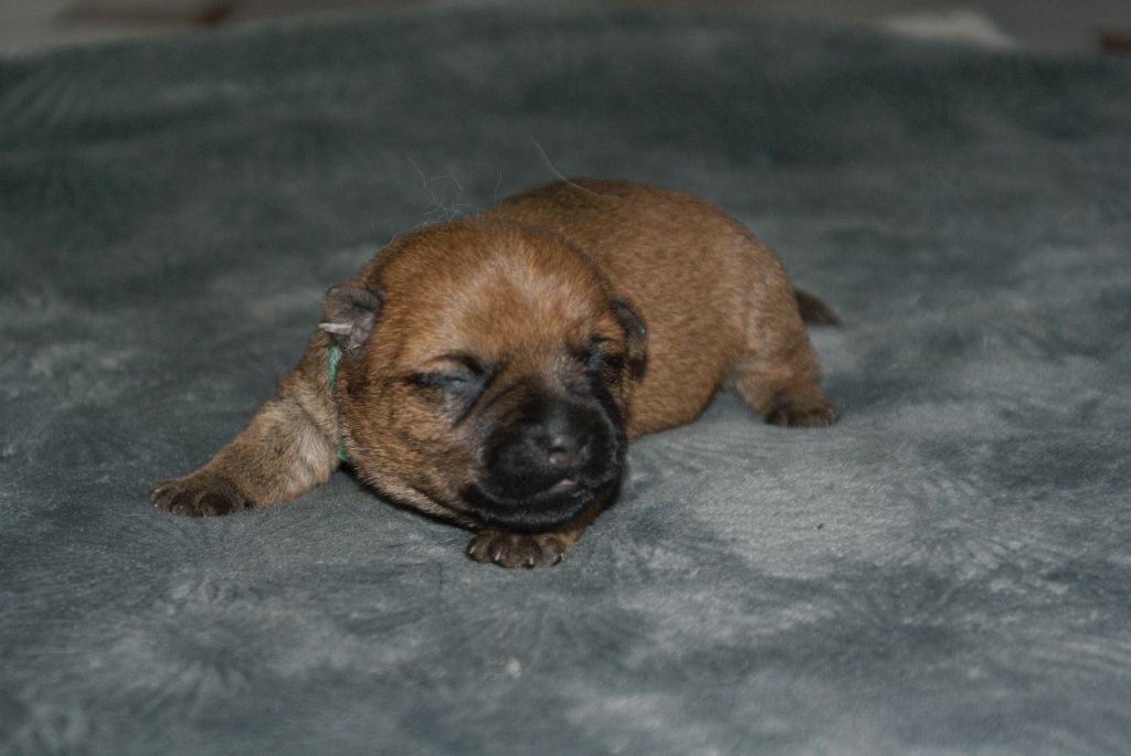 d'Isarudy - Chiots disponibles - Cairn Terrier
