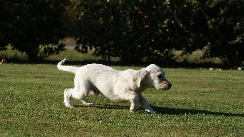 d'Isarudy - Setter Anglais - Portée née le 25/04/2015