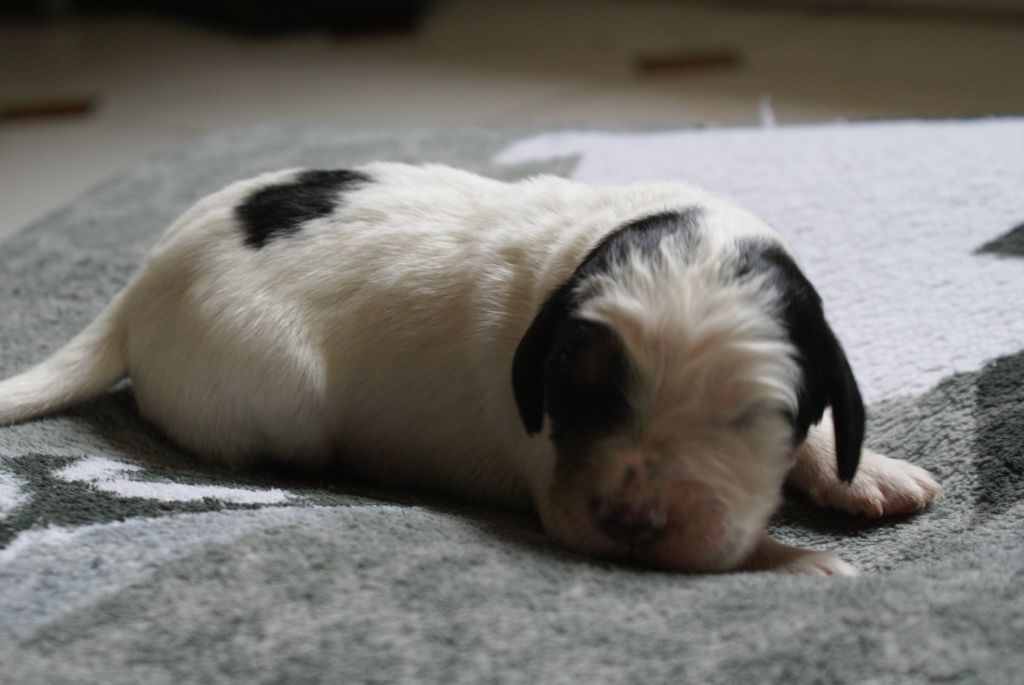 d'Isarudy - Chiots disponibles - Setter Anglais