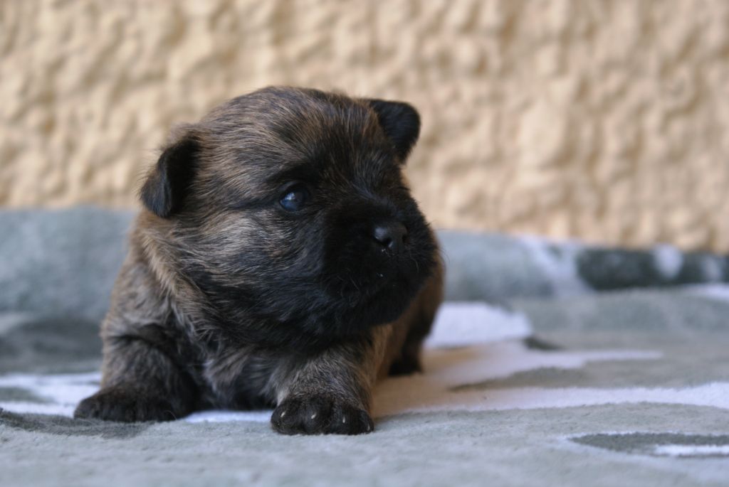 d'Isarudy - Chiots disponibles - Cairn Terrier