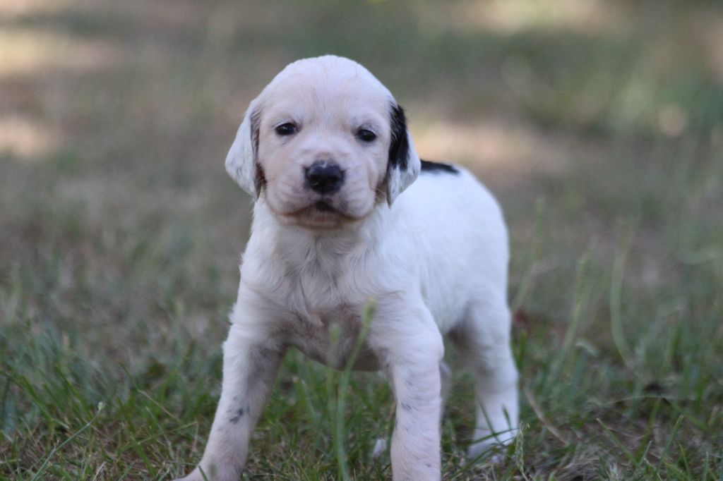 d'Isarudy - Chiots disponibles - Setter Anglais