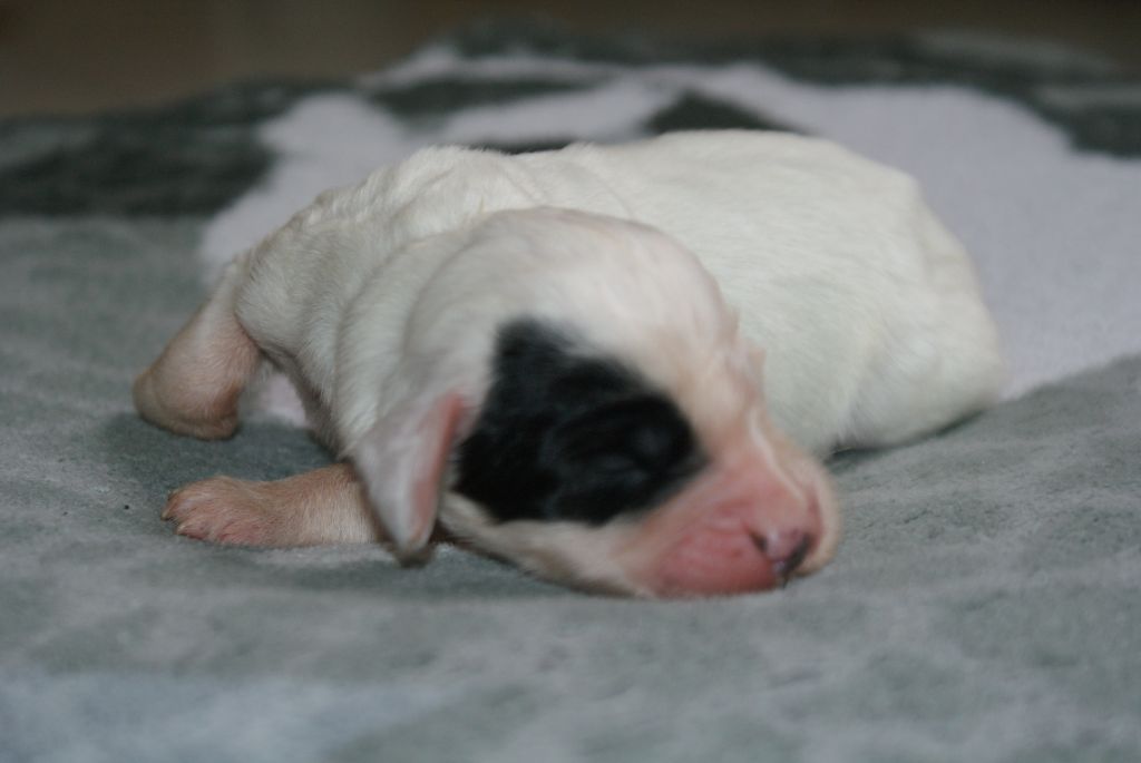 d'Isarudy - Chiots disponibles - Setter Anglais