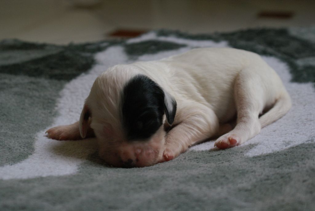 d'Isarudy - Chiots disponibles - Setter Anglais