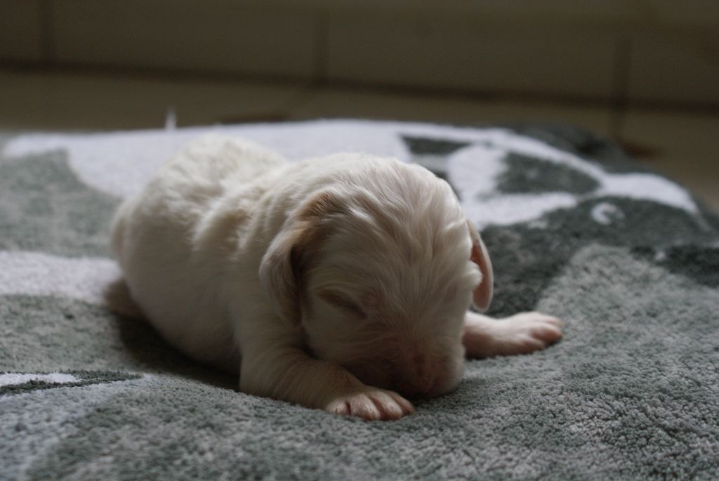 d'Isarudy - Chiots disponibles - Setter Anglais