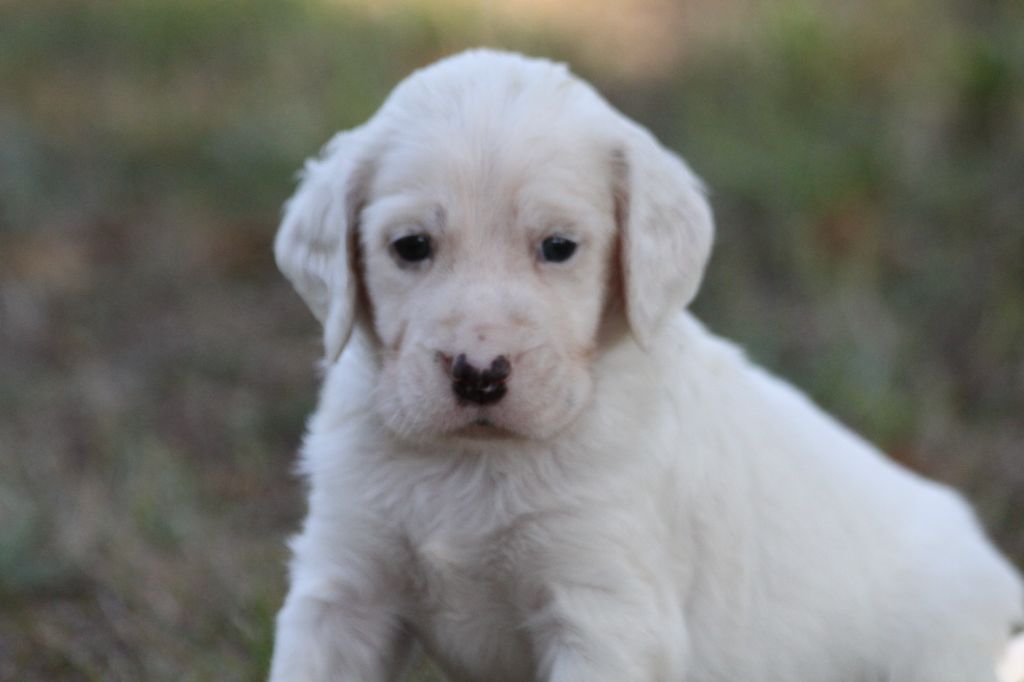 d'Isarudy - Chiots disponibles - Setter Anglais